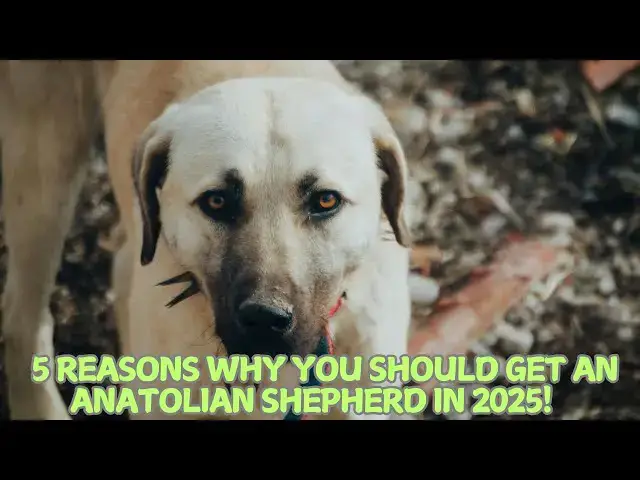 Video thumbnail for 5 Reasons Why You Should Get an Anatolian Shepherd in 2025! 🐕✨