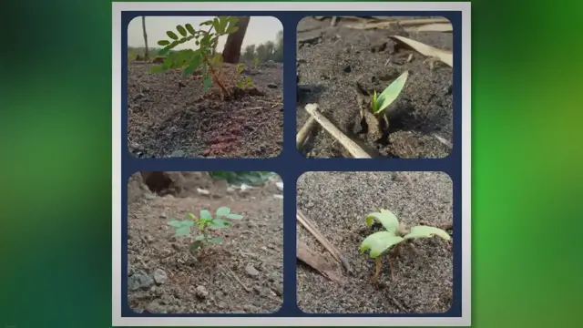 Video thumbnail for Transform Your Sandy Soil into a Tree Haven with These 7 Varieties