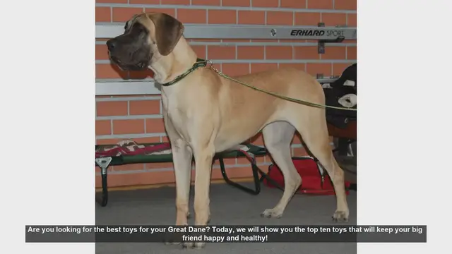 Video thumbnail for Top 10 Best Toys for Your Great Dane