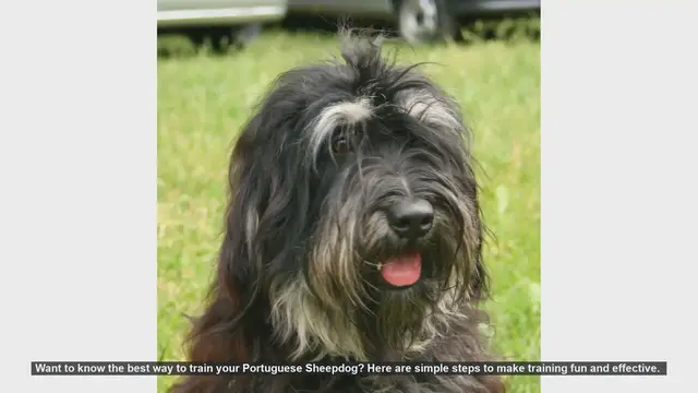 Video thumbnail for Effective Training Tips for Your Portuguese Sheepdog