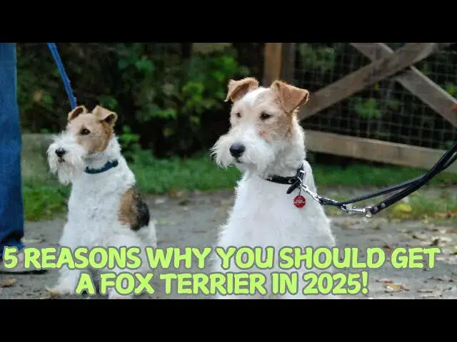 Video thumbnail for 5 Reasons Why You Should Get a Fox Terrier in 2025! 🐾