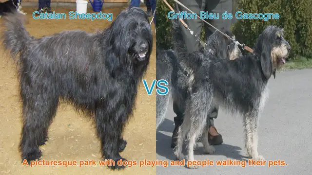 Video thumbnail for Comparing Catalan Sheepdog and Griffon Bleu de Gascogne: A Comprehensive Guide