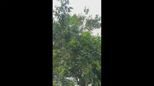 Video thumbnail for Nephelium lappaceum