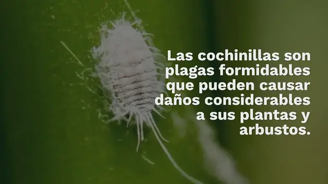 Video thumbnail for ¡Aquí le mostramos cómo eliminar de manera efectiva y natural el piojo harinoso de sus plantas y arbustos!