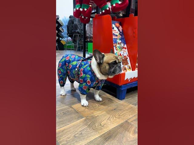 Video thumbnail for #frenchbulldog #puppy #usa  HELLO  friends  we when out for shopping