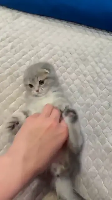 'Video thumbnail for #cat #catlover #kitten #cute #kitty #cutecat'