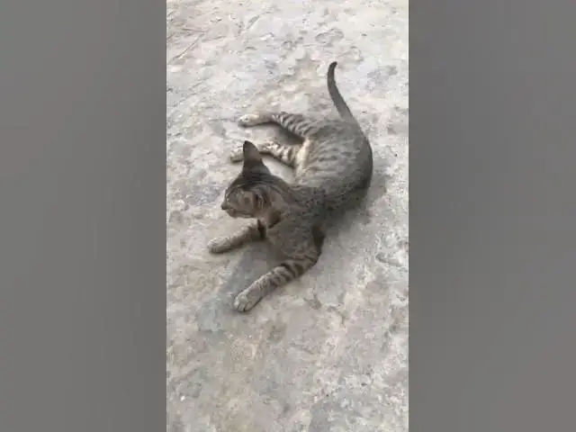 'Video thumbnail for Cat asking for Food | Cat meows for food'