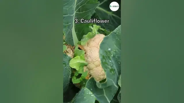 Video thumbnail for Companion Plants For Thyme #herbgarden #shorts #viral