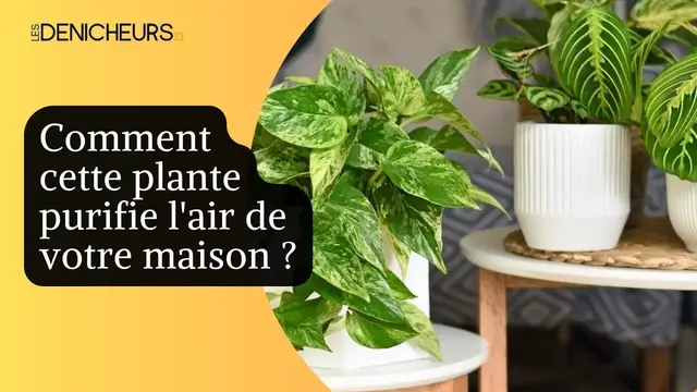 Video thumbnail for 🏵️​🌿Comment cette plante purifie l'air de votre maison ? 💐​​