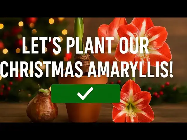 'Video thumbnail for 🎥 ✅ 🎄🌺 Let’s Plant Our Christmas Amaryllis! 🌺🎄 | Easy Festive Gardening Guide 🌿'