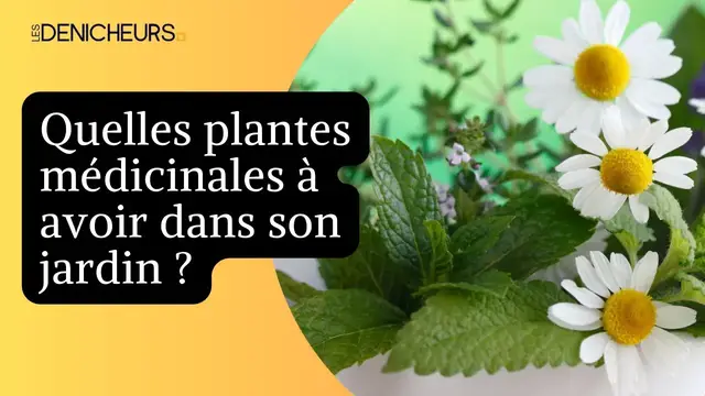 Video thumbnail for ☘️ 10 plantes médicinales à planter dans son jardin 🌵🍄 🌿