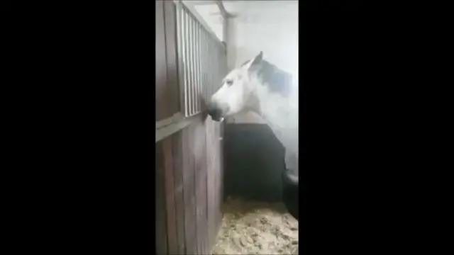 Video thumbnail for الرحمة ما بين الحيوانات حصان يطعم حصان اخر حرمه صاحبه من الطعام بسبب خسارته السباق
