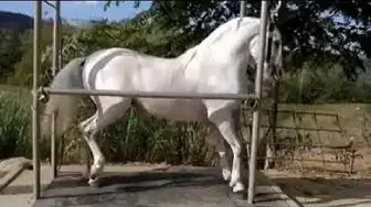 Video thumbnail for هل شاهدت تدريب الخيل قبل ذلك؟؟