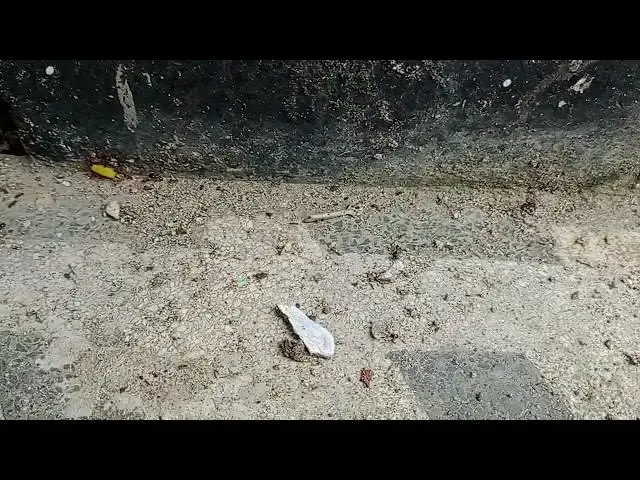 'Video thumbnail for Tiny Titans: Witnessing the Collective Effort of Ants Carrying Rice'