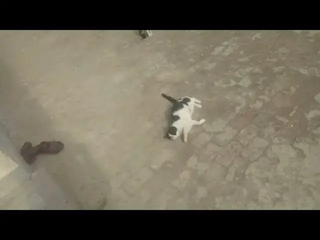 'Video thumbnail for Cat rolling after matting'
