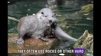 Video thumbnail for "Otterly Adorable: 10 Surprising Fun Facts About Otters | Aquatic Antics"