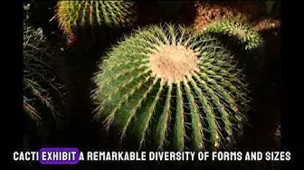 Video thumbnail for "Cactus Chronicles: 10 Surprising Fun Facts About These Prickly Plants | Desert Delights"