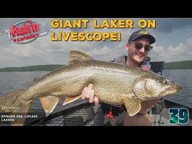 'Video thumbnail for GIANT Laker on LIVESCOPE! | The Fish'n Canada Show'