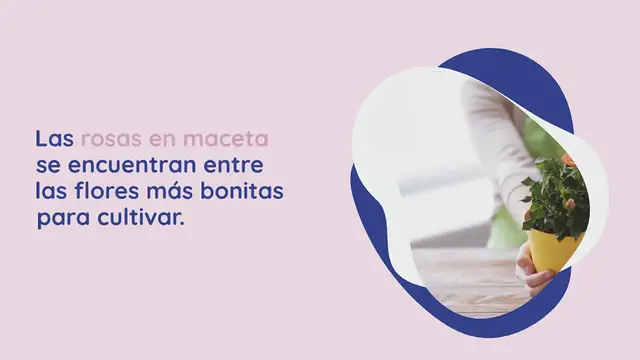 Video thumbnail for Trucos para cultivar y cuidar rosas en maceta