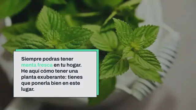 Video thumbnail for Menta siempre fresca y exuberante, pero solo si la plantas en este lugar inesperado