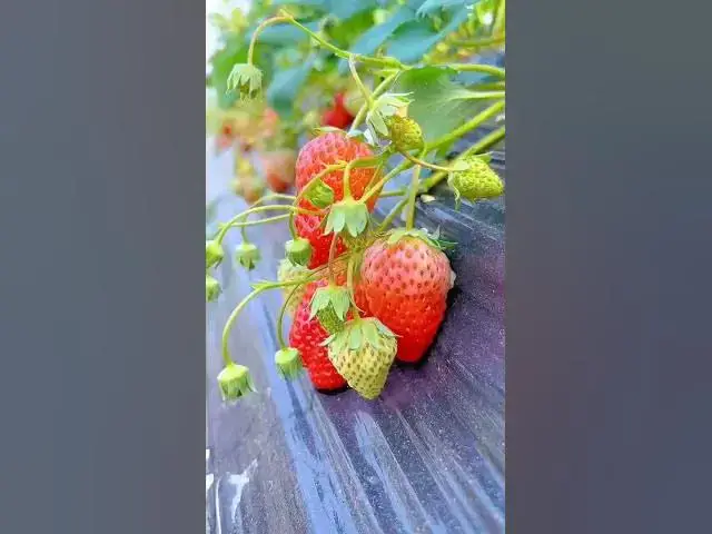 Video thumbnail for Fresh Natural Fruits #shorts   #short  #fruts  #naznintube