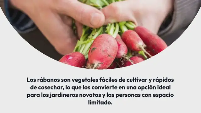 Video thumbnail for Cultivo exitoso de rábanos: siembra, cultivo, mantenimiento y cosecha de rábanos