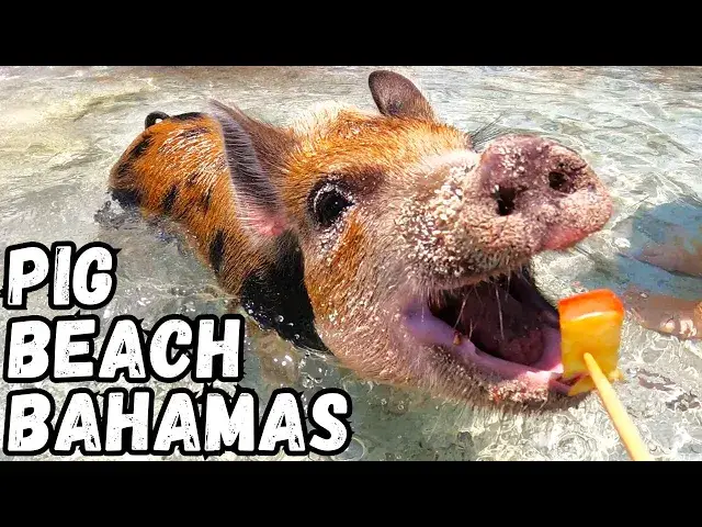 Video thumbnail for Pig Beach Bahamas | Swimming with Pigs