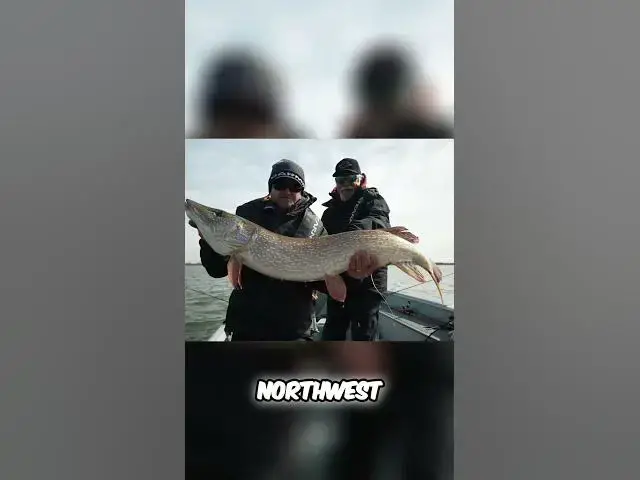Video thumbnail for Lifejacket EXPLODES from Northern Pike 😱 #fishing #bloopers #fishncanada #northernpike #pikefishing