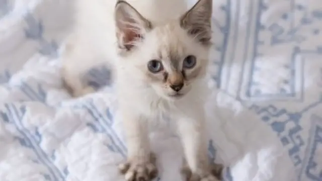 Video thumbnail for The Real Reason Why Cats Knead
