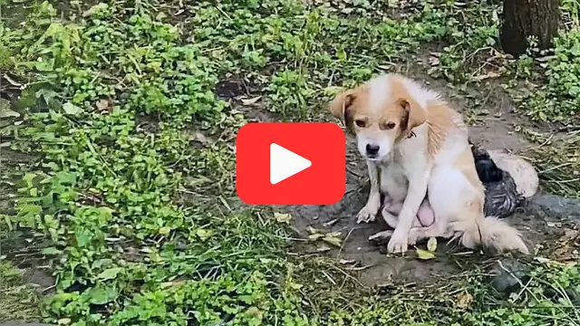 Video thumbnail for Abandoned and Alone—A Stray Dog and Her Puppies Seek Hope