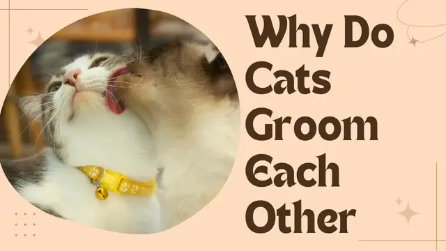 'Video thumbnail for Why Do Cats Groom Each Other?'
