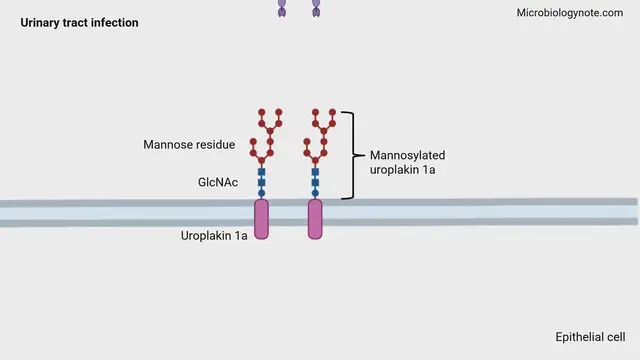 'Video thumbnail for Treatment of Urinary Tract Infections with D-Mannose'