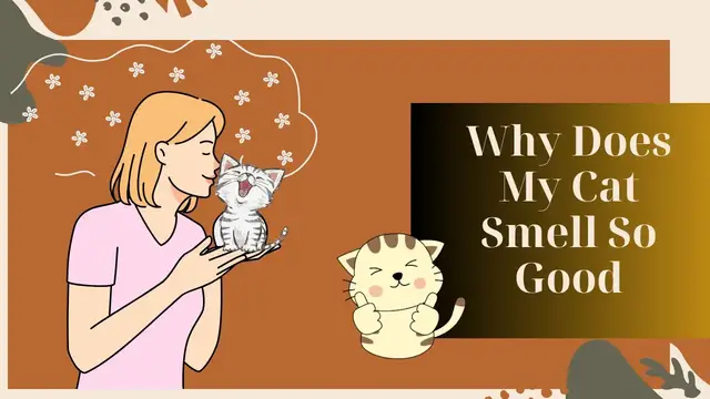 'Video thumbnail for Why Does My Cat Smell So Good?'