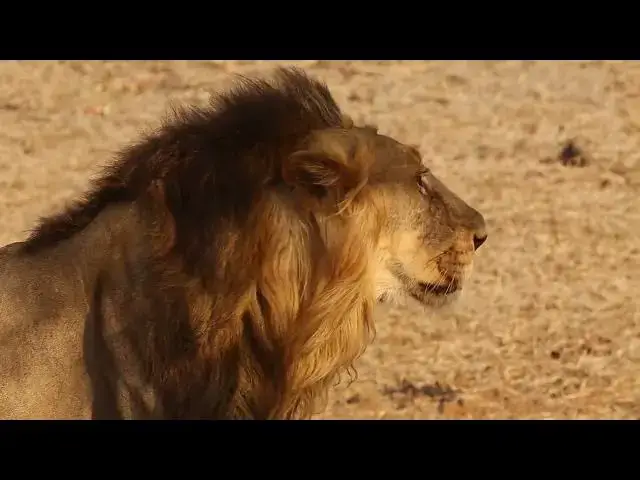 Video thumbnail for Der Loewe