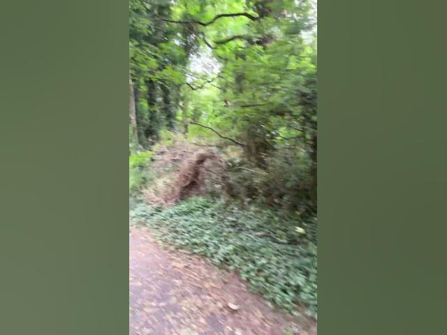 Video thumbnail for Forest