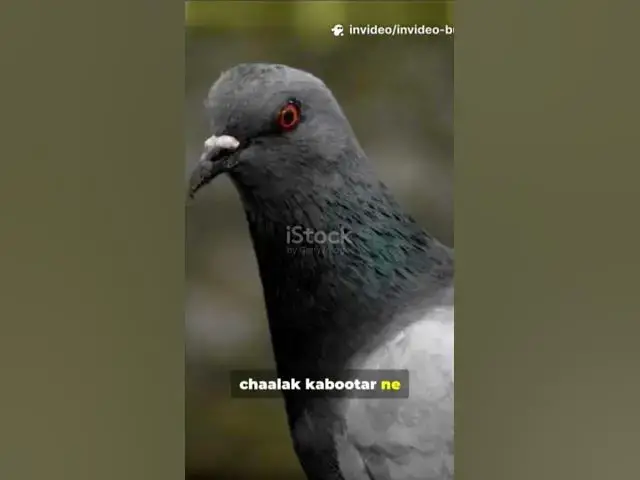 'Video thumbnail for #Tittle ~ "कबूतरों की एकता"🕊️🕊️🐦⬛'