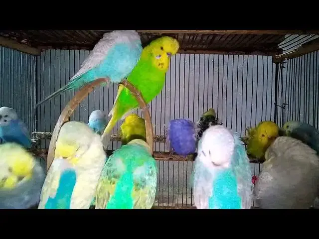 Video thumbnail for Stunning Budgies & Healing Sounds 🌸🎧  Feel the Peace