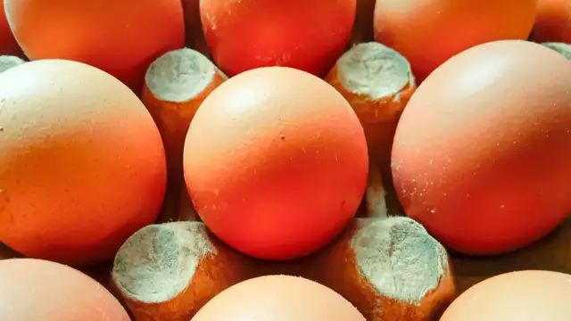 'Video thumbnail for The Absolute Best & Worst Egg Brands To Buy'