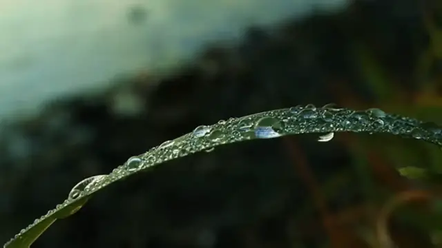 Video thumbnail for Relaxing Music with Rain Sound, Nature Sound, Sleep Music, Meditation Music, Relax Mind