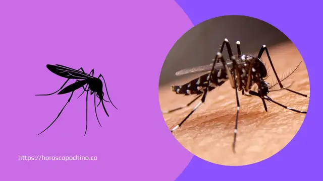 Video thumbnail for Mücken spirituelle Bedeutung