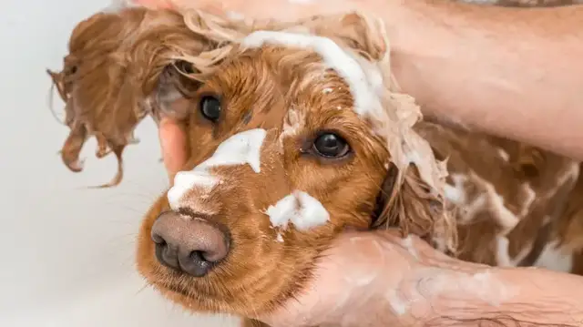 Video thumbnail for Easy Ways To Keep Your Dog Groomed On A Budget