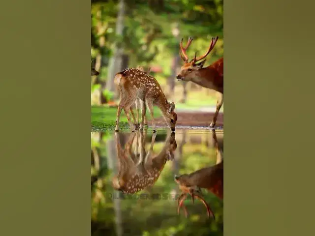 Video thumbnail for White-tailed deer || deer || Nature friendly