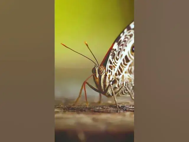 Video thumbnail for Smyrna blomfildia || butterfly || Flying Beauty