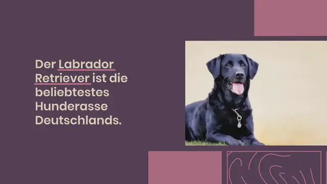 Video thumbnail for Unterschied Labrador Showlinie und Arbeitslinie