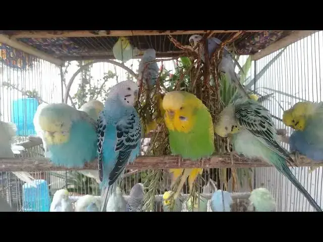 Video thumbnail for Cuteness Overload 💞🐤  Funny Budgie Sounds Full of Love