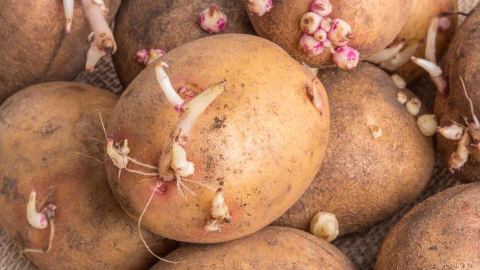 Video thumbnail for The Truth About Sprouted Potatoes