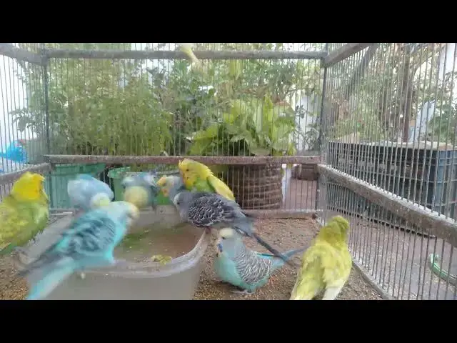 Video thumbnail for Colorful Budgies Singing in Harmony 🎶🌈  Pure Joy!