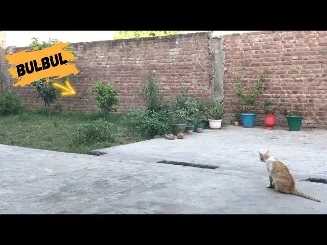 Video thumbnail for Billo trying to catch red vented bulbul