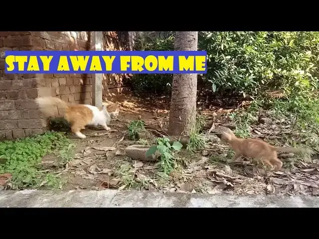 'Video thumbnail for Little stray kitten irritating persian cat'