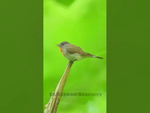 'Video thumbnail for Red-breasted flycatcher || birds || Bird4k || Nature Photography'